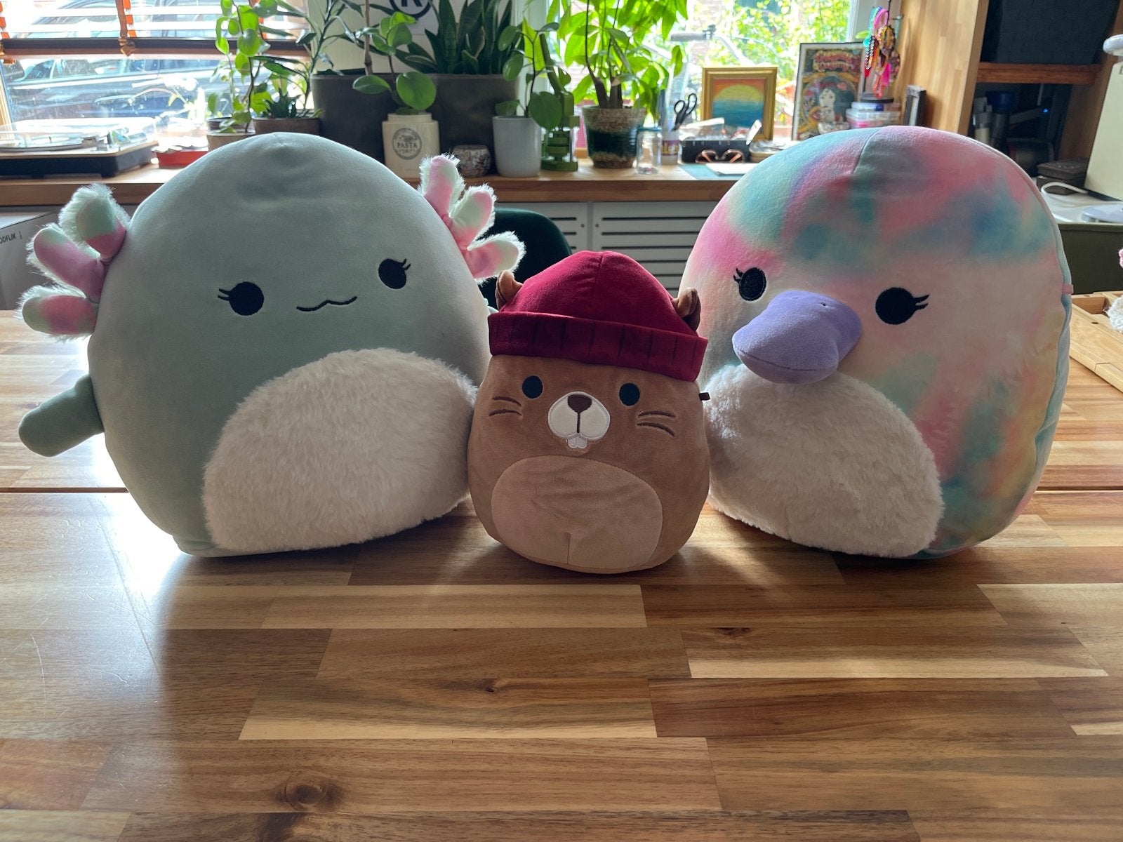 Squishmallows: Axolotl, Bever en Vogel, Groen, Overige karakters, Overige typen, Ophalen of Verzenden
