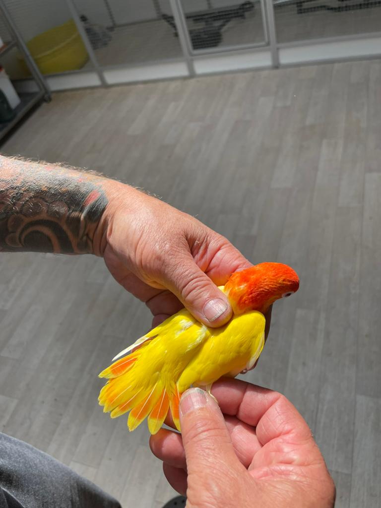 2 jongen fischeri opaline 1 lutino rood oog, Dieren en Toebehoren, Vogels | Parkieten en Papegaaien, Meerdere dieren, Dwergpapegaai of Agapornis