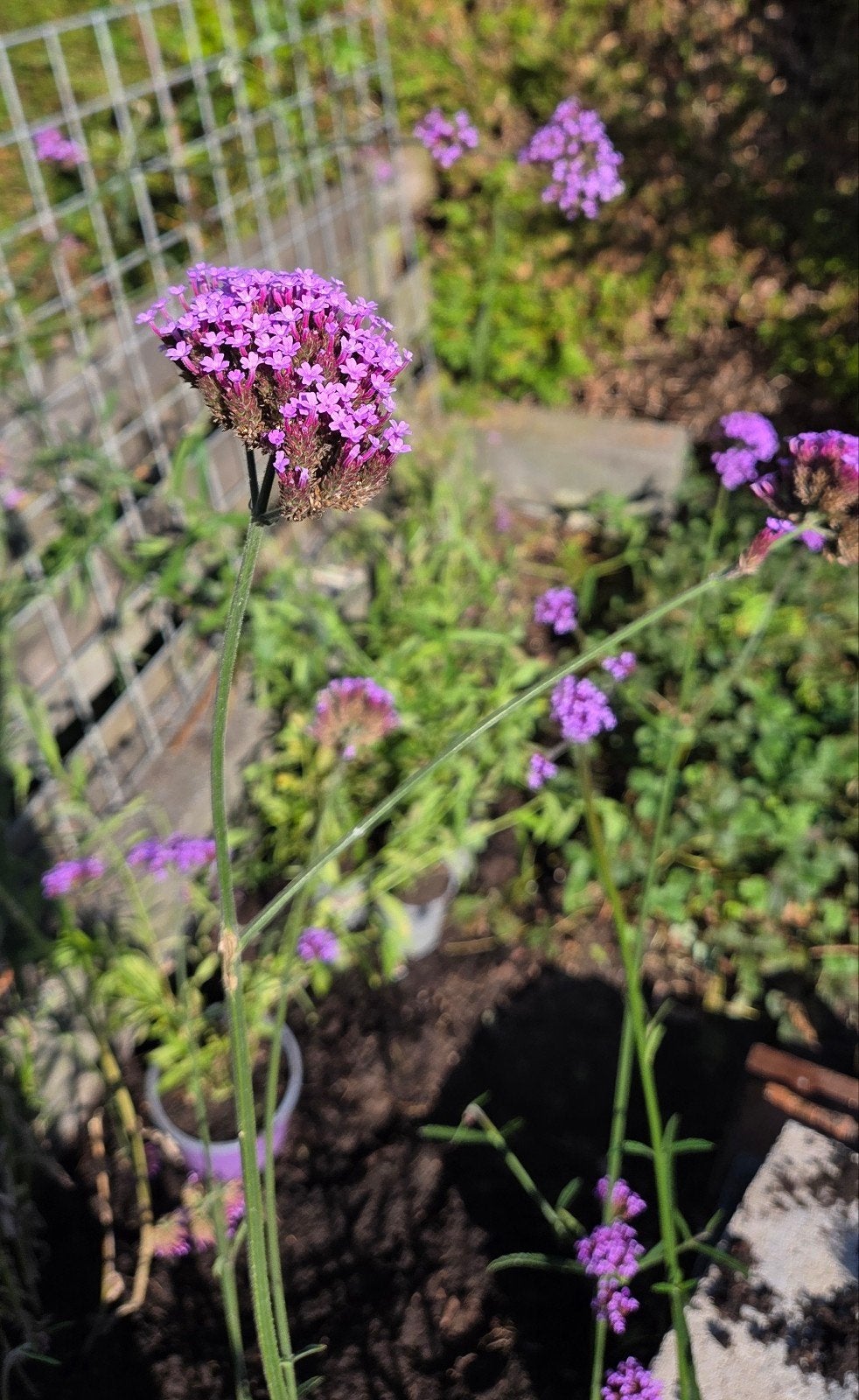 IJzerhard (Verbena) stekken - Vers in potten, Ophalen