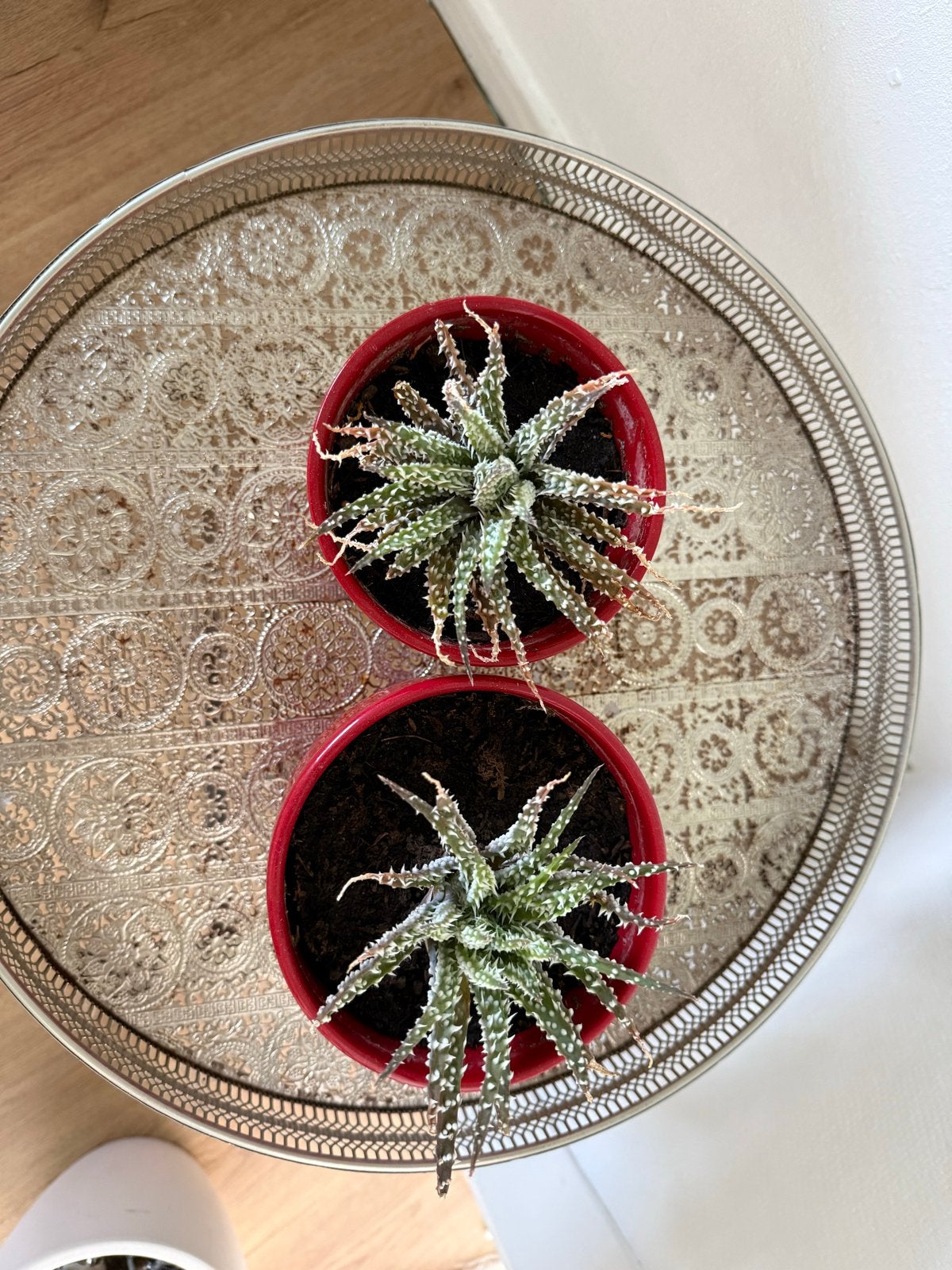Twee kleine vetplantjes in rode potten, Ophalen, Vetplant, In pot, Minder dan 100 cm