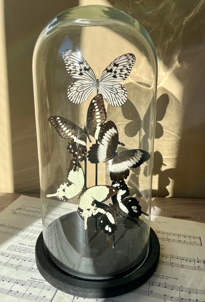 Taxidermie vlinder vlinders opgezet in stolp lijst Flevoland, Ophalen of Verzenden, Nieuw