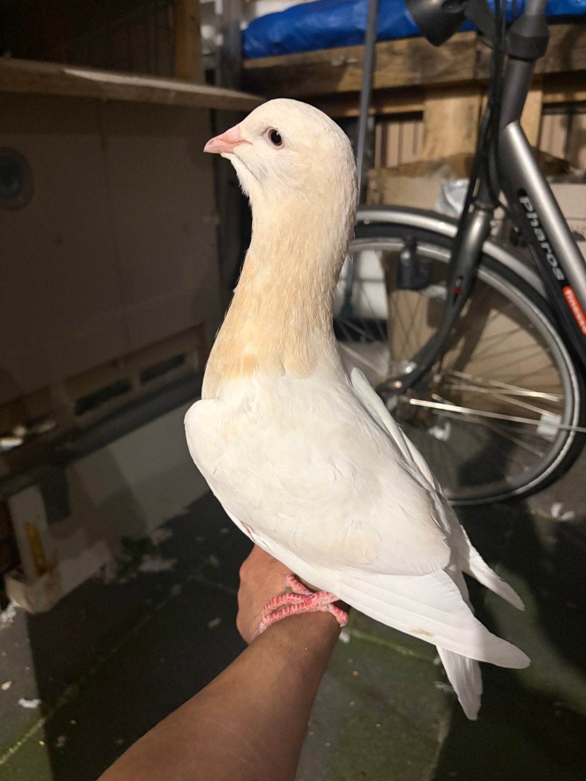 Jonge duiven te koop, Dieren en Toebehoren