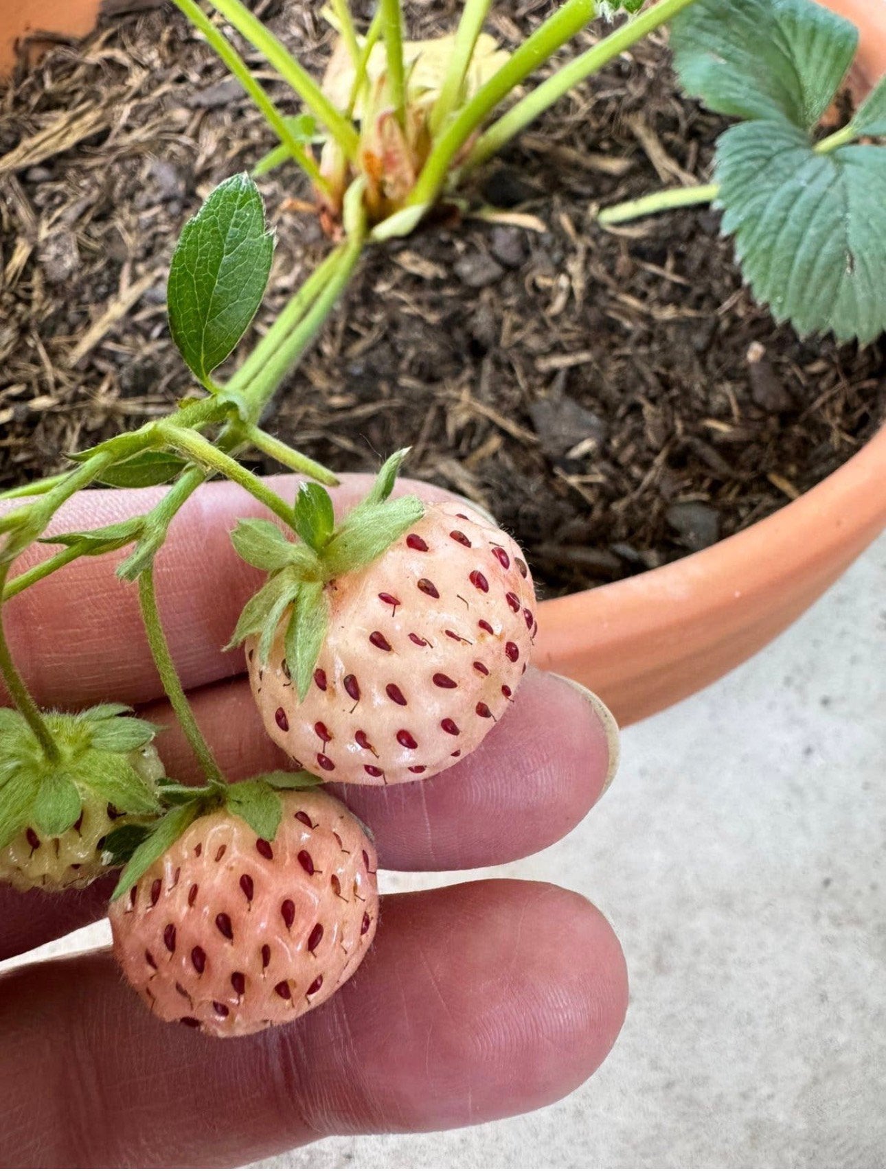 Exclusieve Aardbeien planten - Pineberry & Mieze Schindler, Volle zon, Vaste plant, Ophalen of Verzenden, Zomer
