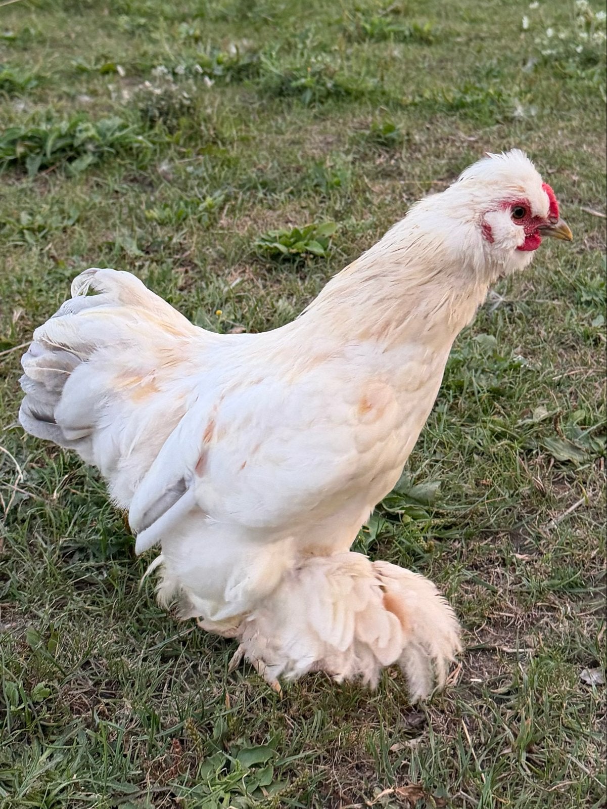 Jonge hanen, Dieren en Toebehoren, Mannelijk, Kip