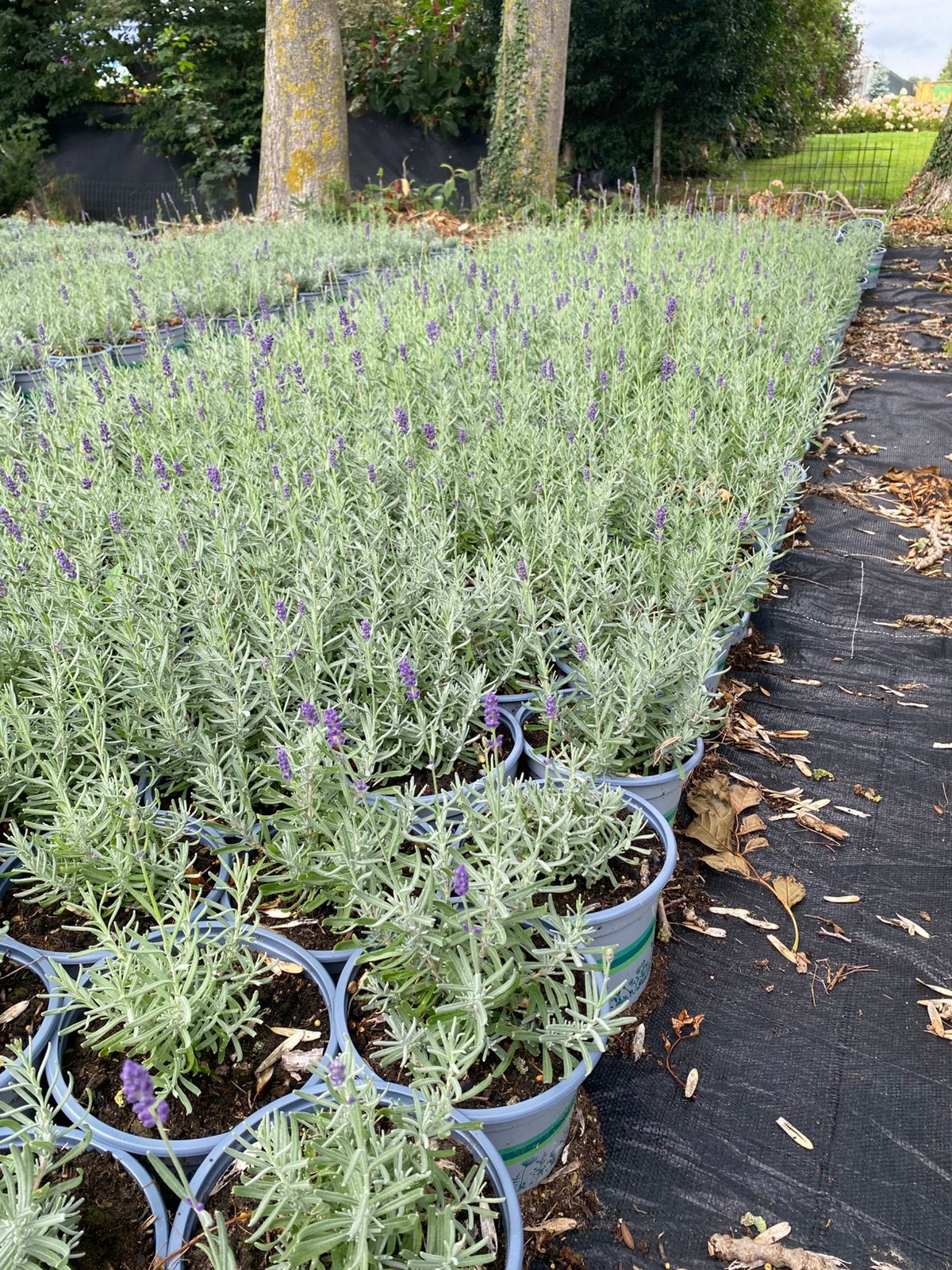 Bloeiende lavendel hidcote paars winterhard in20cmpot va€1, Ophalen, Overige soorten, Minder dan 100 cm