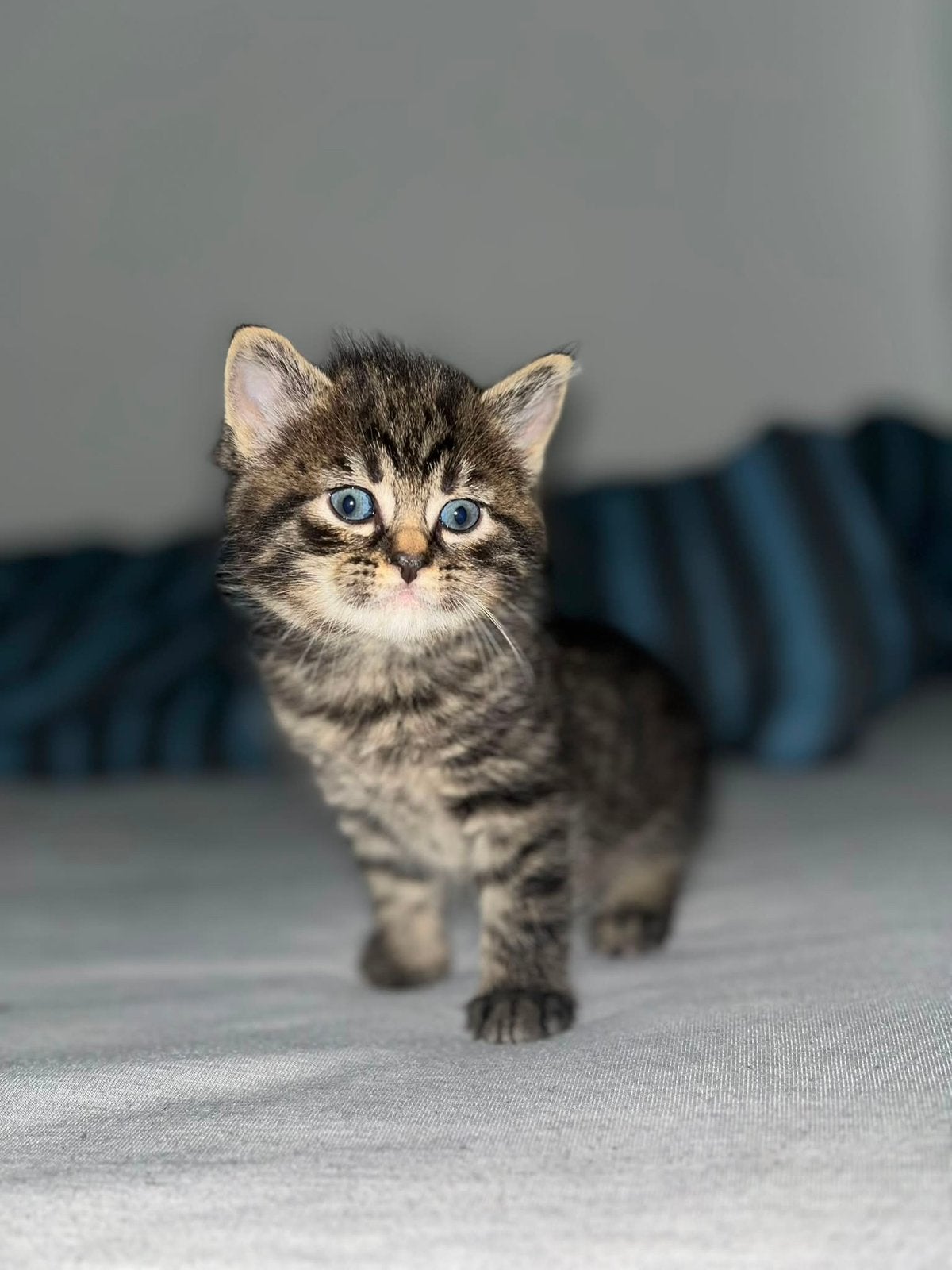 kittens, Dieren en Toebehoren, Katten en Kittens | Overige Katten, Meerdere dieren