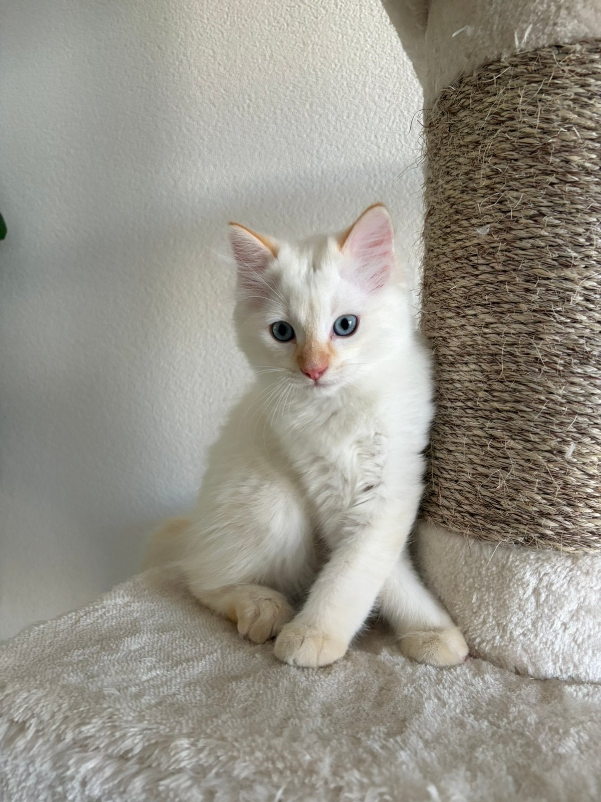 Ragdoll kitten, Dieren en Toebehoren, Katten en Kittens | Raskatten | Langhaar, Kater