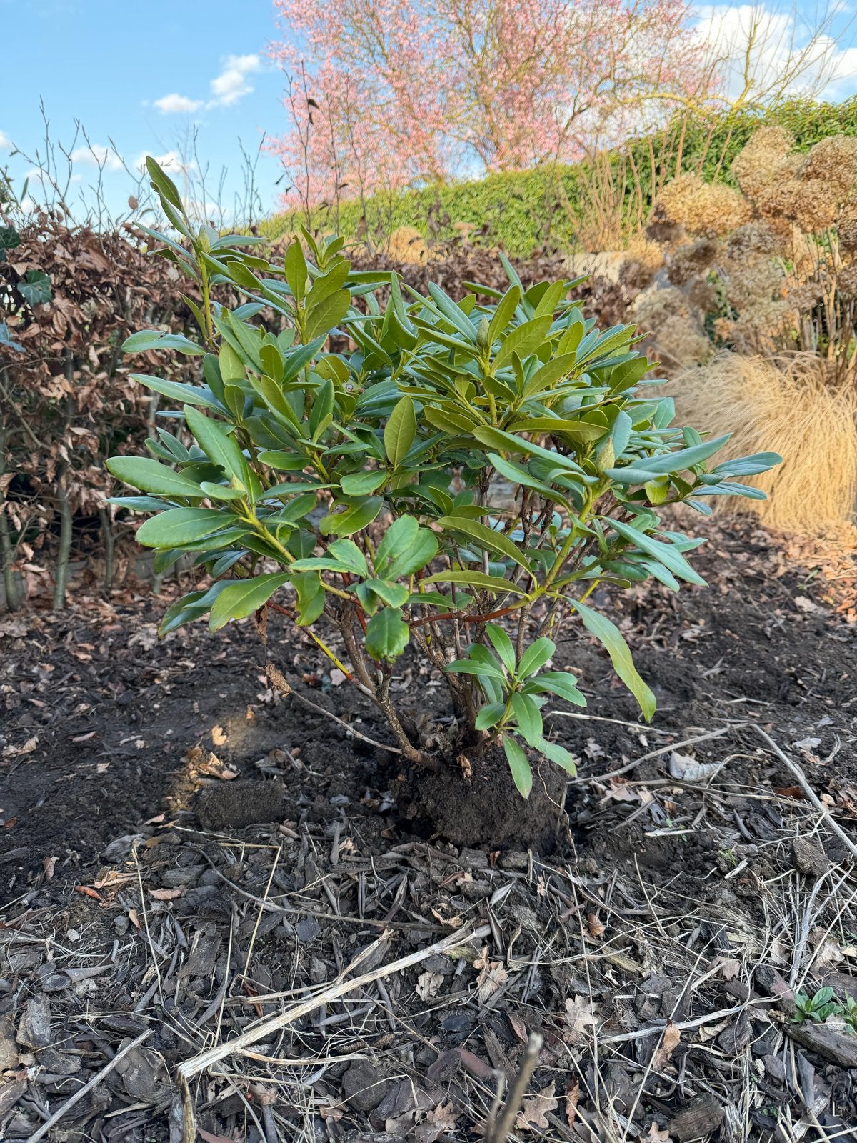 12x Rhododendron met witte bloemen, Vaste plant, Halfschaduw, Lente, Ophalen