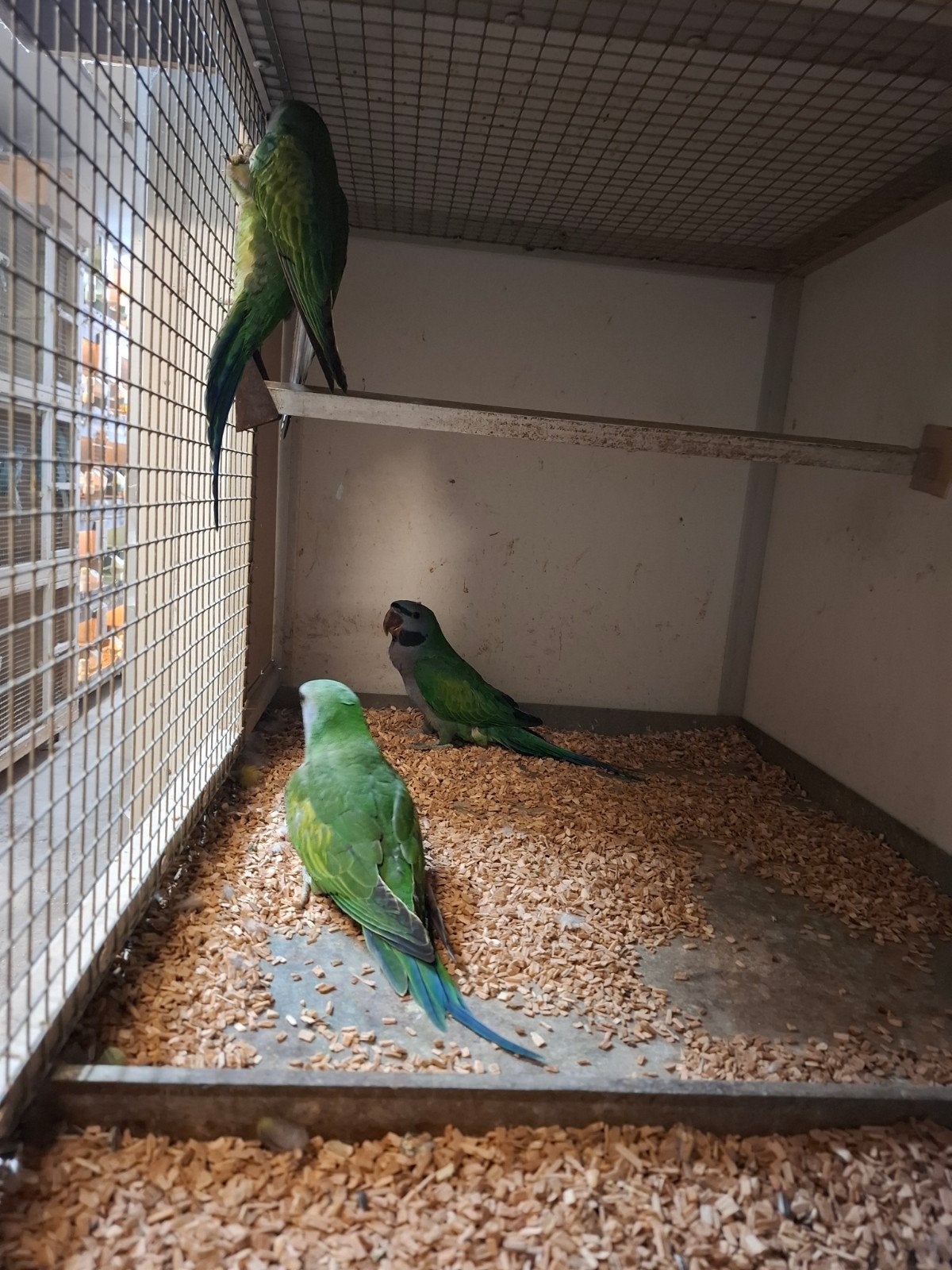 Derbyan parkieten, Meerdere dieren, Parkiet, Geringd
