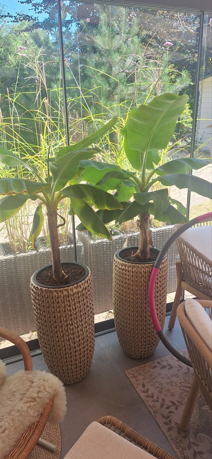 Stekken bananenplant Dwarf Musa - 3 voor €10,- per stuk €4,-, Tuin en Terras, Planten | Tuinplanten, Volle zon, Vaste plant, Bloeit niet