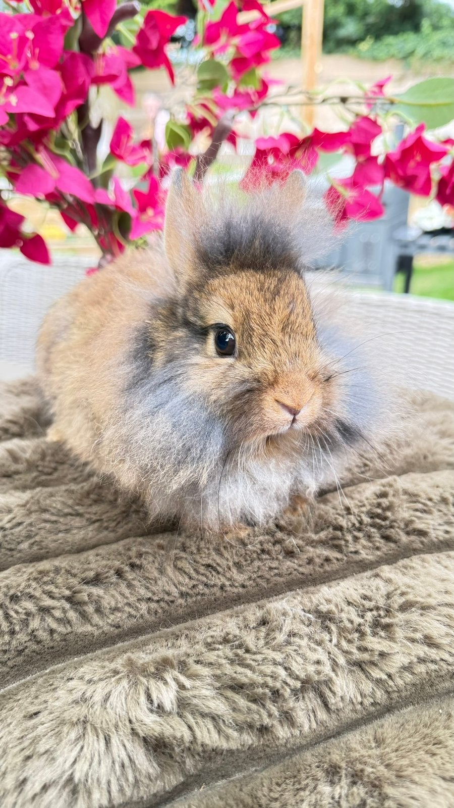 Deze lieverd mag verhuizen, voedster, Dieren en Toebehoren, Konijnen, Meerdere dieren
