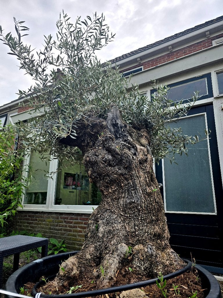 Dikke olijfboom met knoestige grillige stam, Tuin en Terras, Lente, 100 tot 250 cm, Olijfboom, Ophalen