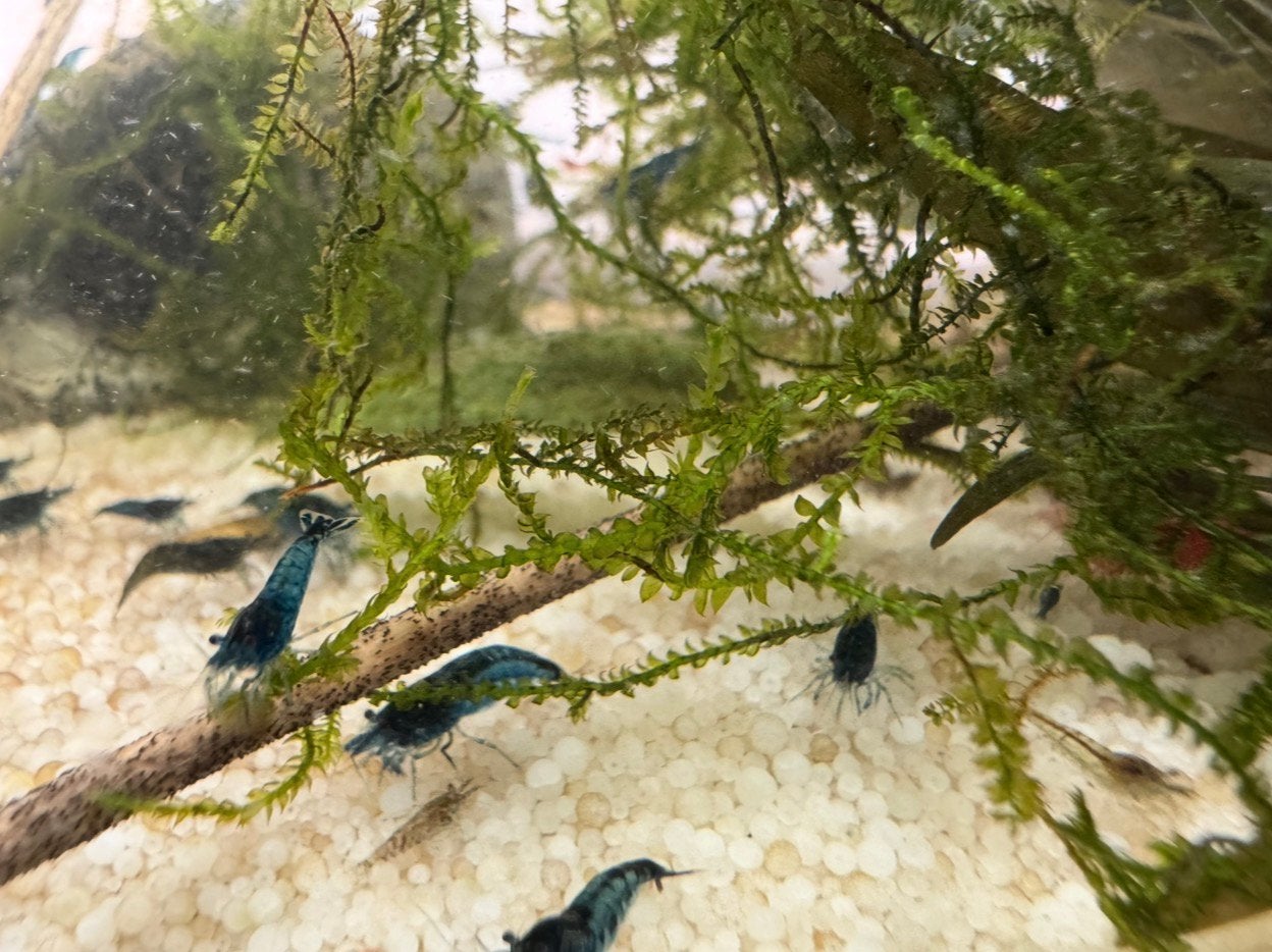 Neocaridina Garnalen – Blauw, Rood & Mix!, Kreeft, Krab of Garnaal