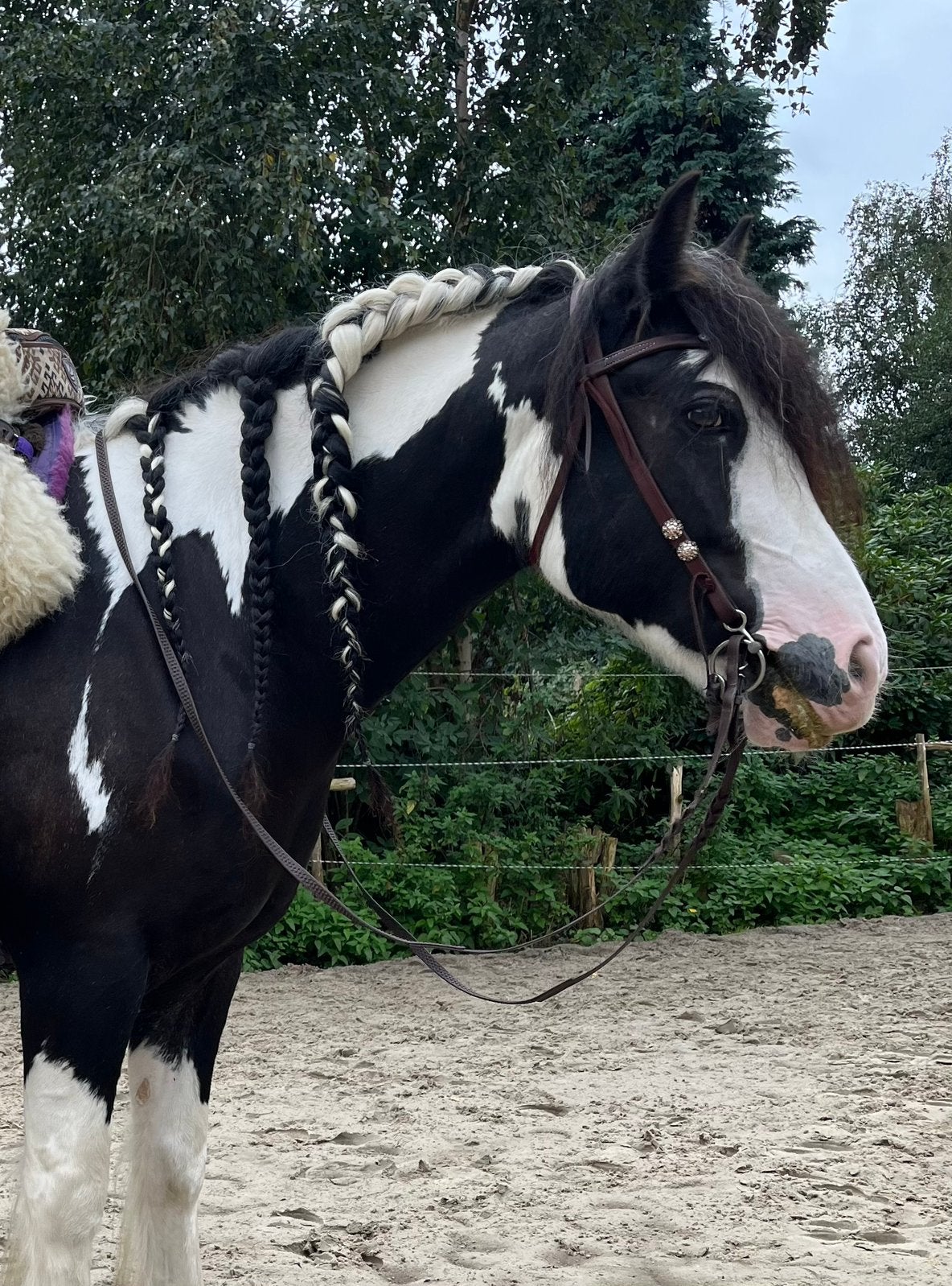 Prachtige Tinker ruin, Dieren en Toebehoren, Ruin, Recreatiepaard