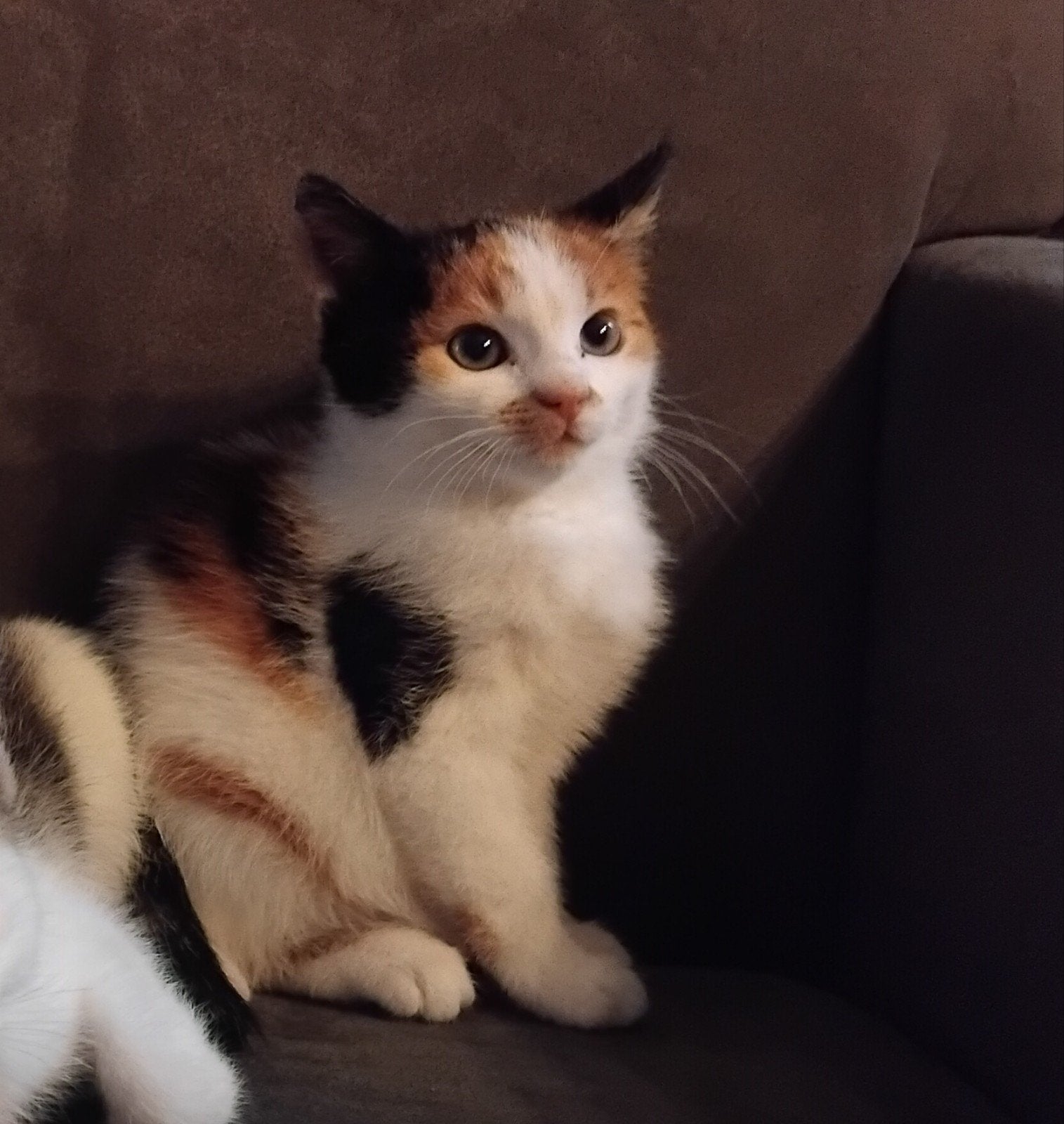 prachtig kitten 🐾 lapjes poesje🐾gelijk mee, Meerdere dieren