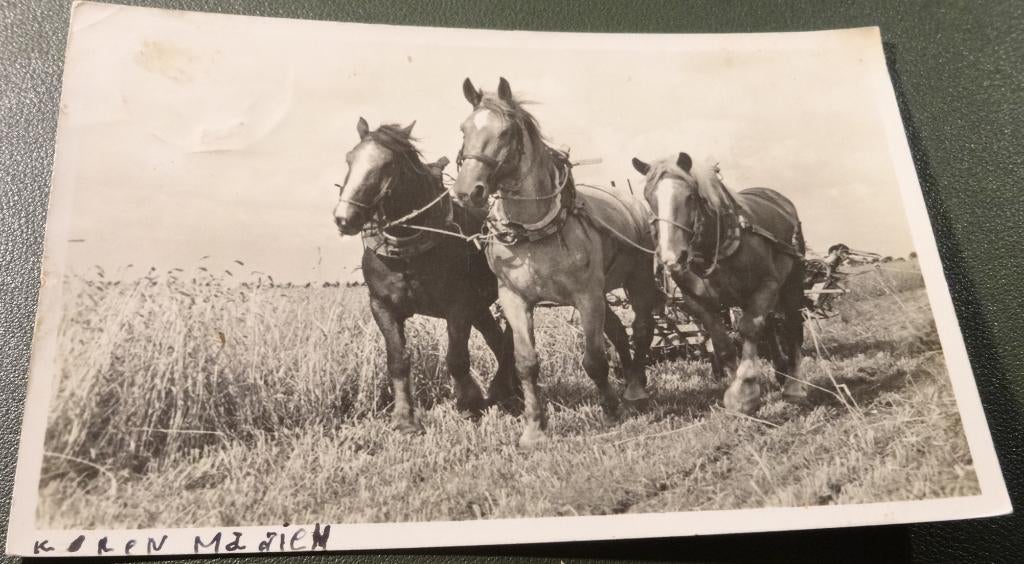 Paarden - Trio maait het koren, Verzenden, 1940 tot 1960, Gelopen, Paard