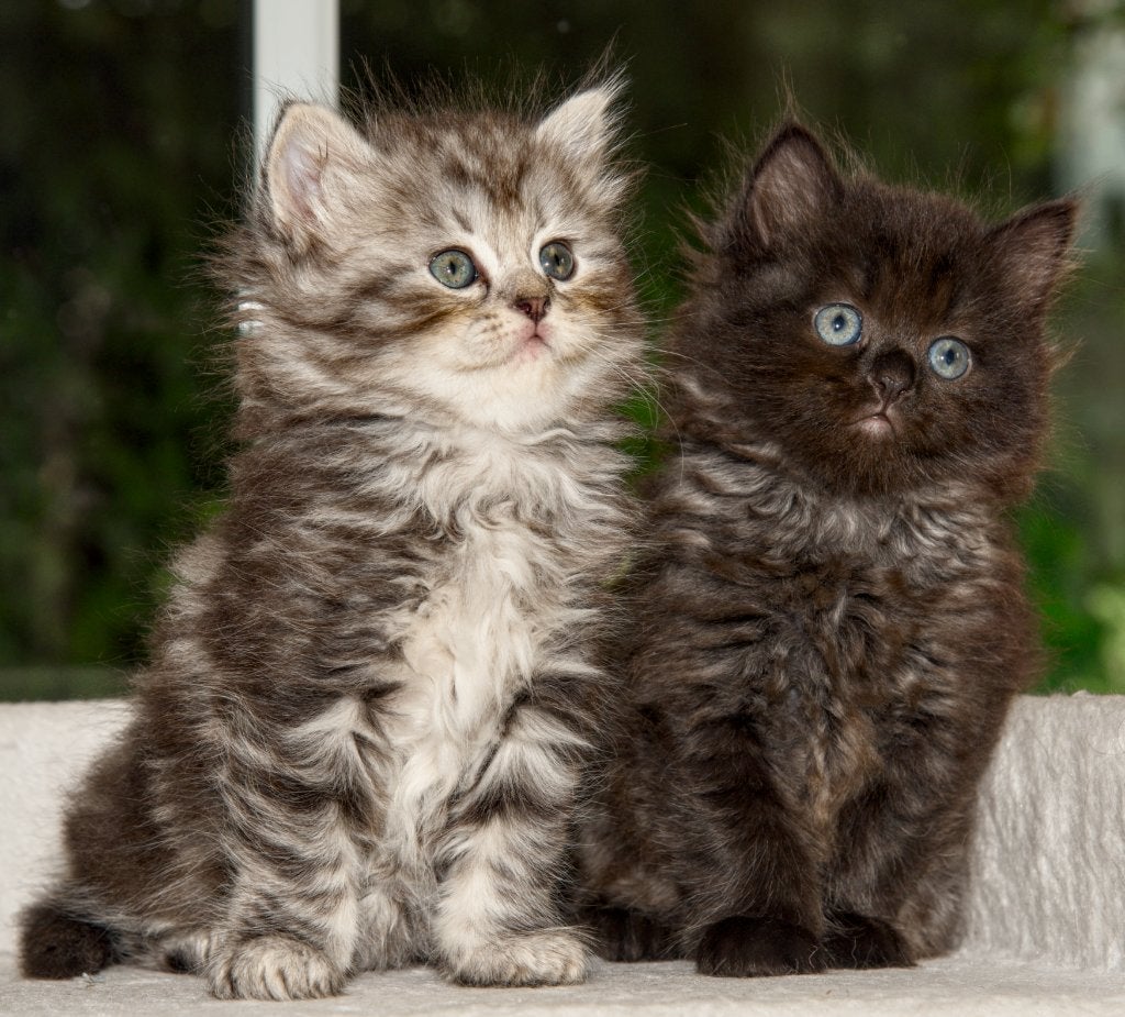 Langharige kittens, Dieren en Toebehoren, Meerdere dieren, Gechipt, 0 tot 2 jaar