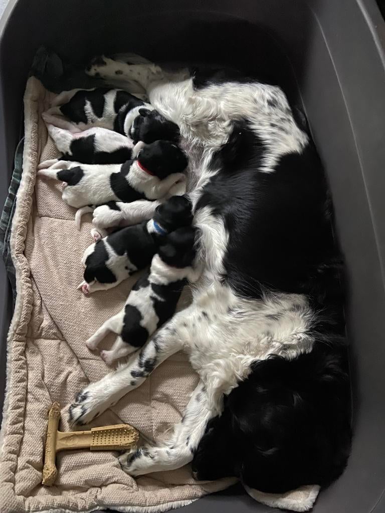 Ras zuivere Friese Stabij puppy’s, Dieren en Toebehoren, Parvo, 8 tot 15 weken, Meerdere, Meerdere dieren