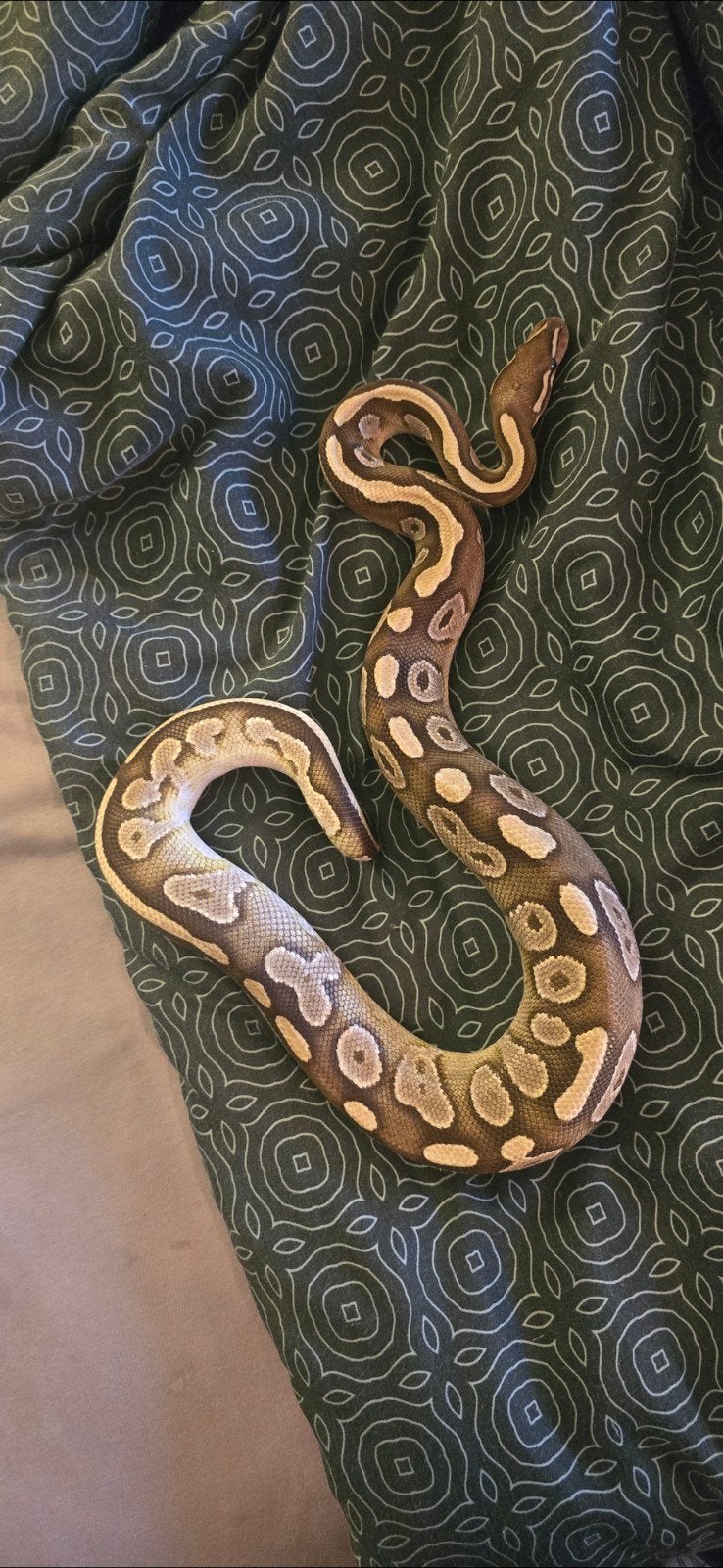 Koningspython (ball python) Pastel Mojave Ball Python - unknown for sale from Patricia