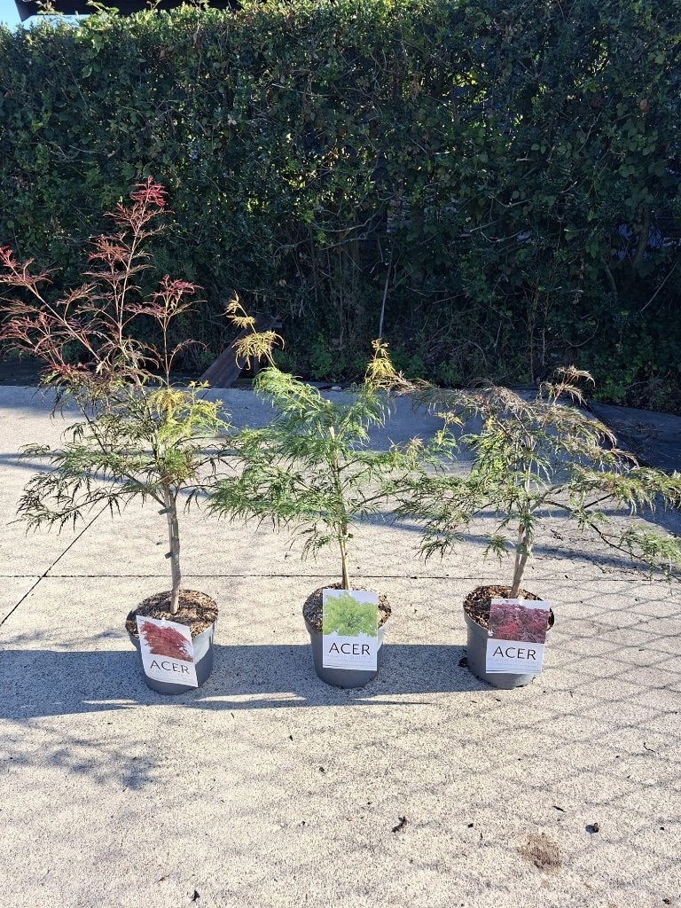Japanse Esdoorns: Garnet, Dissectum, Inaba Shidare set, Tuin en Terras, Planten | Bomen, In pot, Bloeit niet, Halfschaduw, Minder dan 100 cm