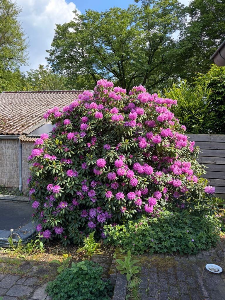 Rhododendron te koop!, Ophalen, Overige soorten, Halfschaduw