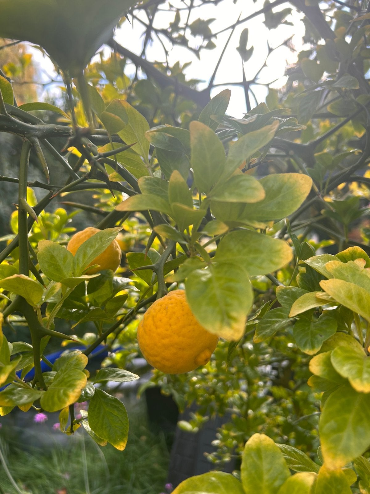 Zaden van de winterharde citroen ( poncirus trifoliata ), Ophalen of Verzenden, Minder dan 100 cm