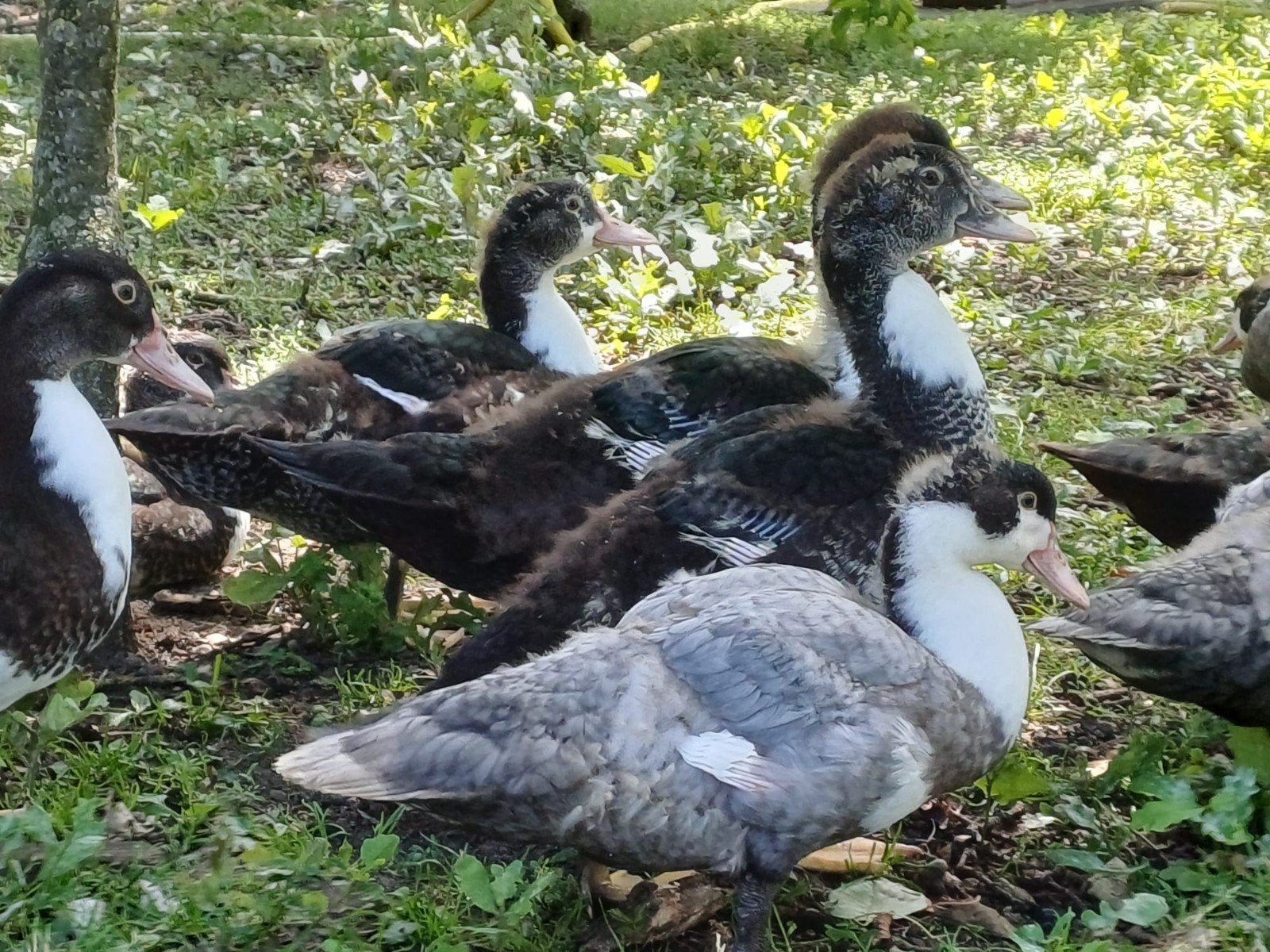 Kaapse eenden / muskus eenden te koop, Dieren en Toebehoren, Pluimvee, Geslacht onbekend, Eend