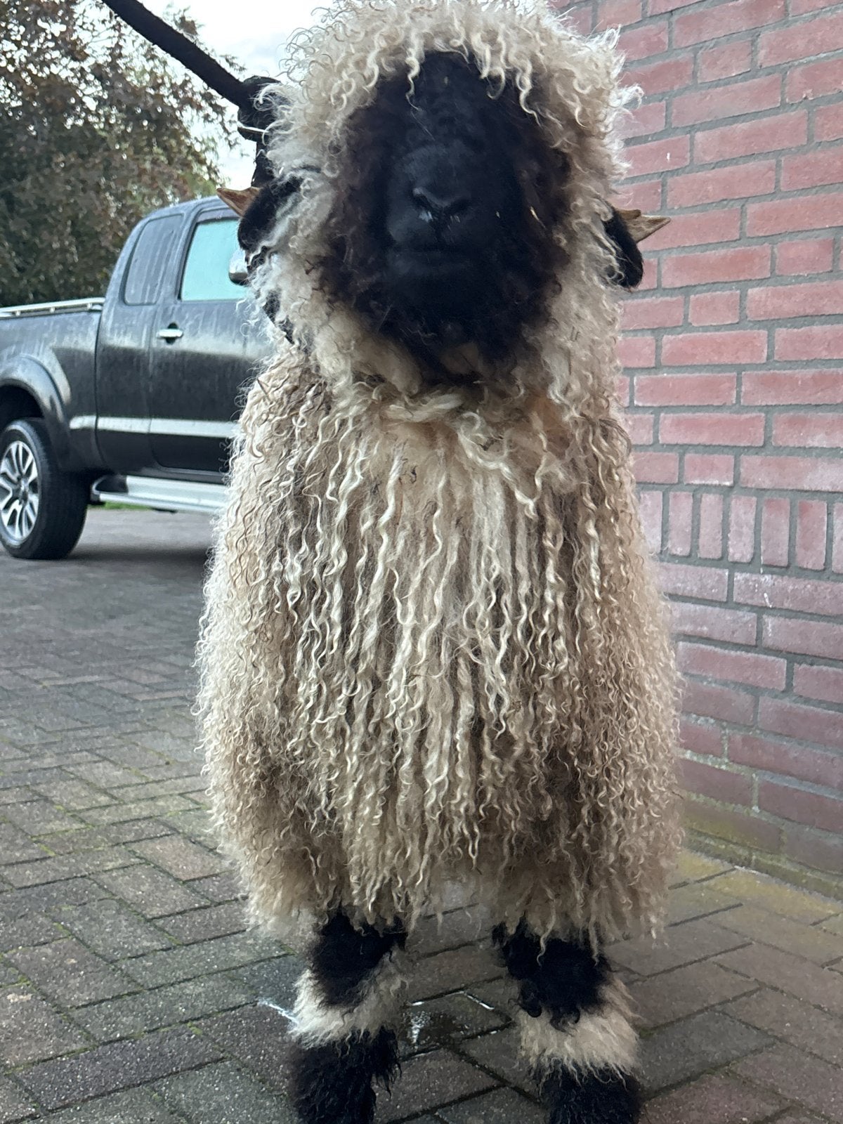 Stamboek Ramlam walliser schwarznase, Mannelijk, Schaap, 0 tot 2 jaar