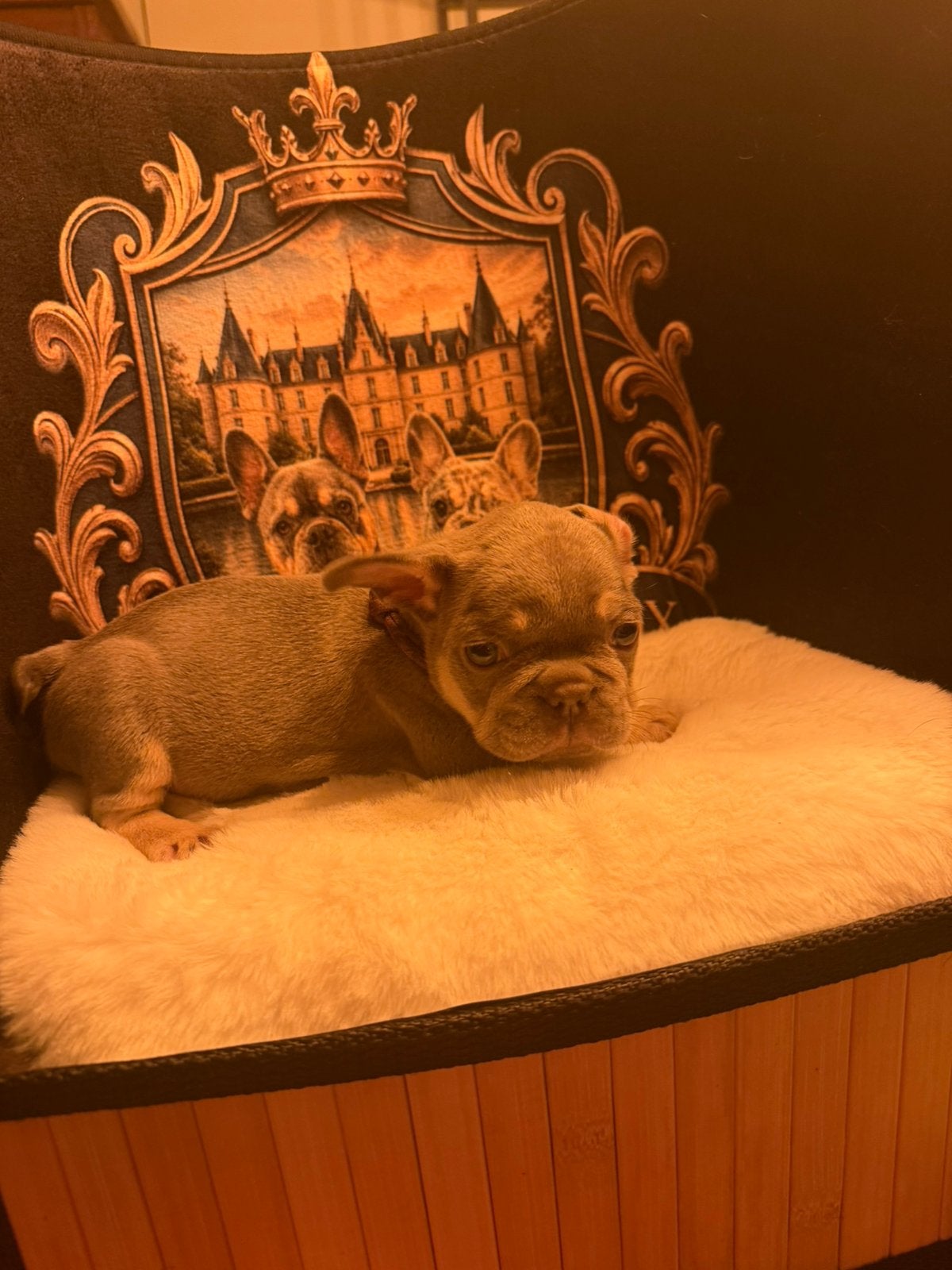 De drie laatste Frans buldogpups, Dieren en Toebehoren, Honden | Bulldogs, Pinschers en Molossers, België, Fokker | Hobbymatig