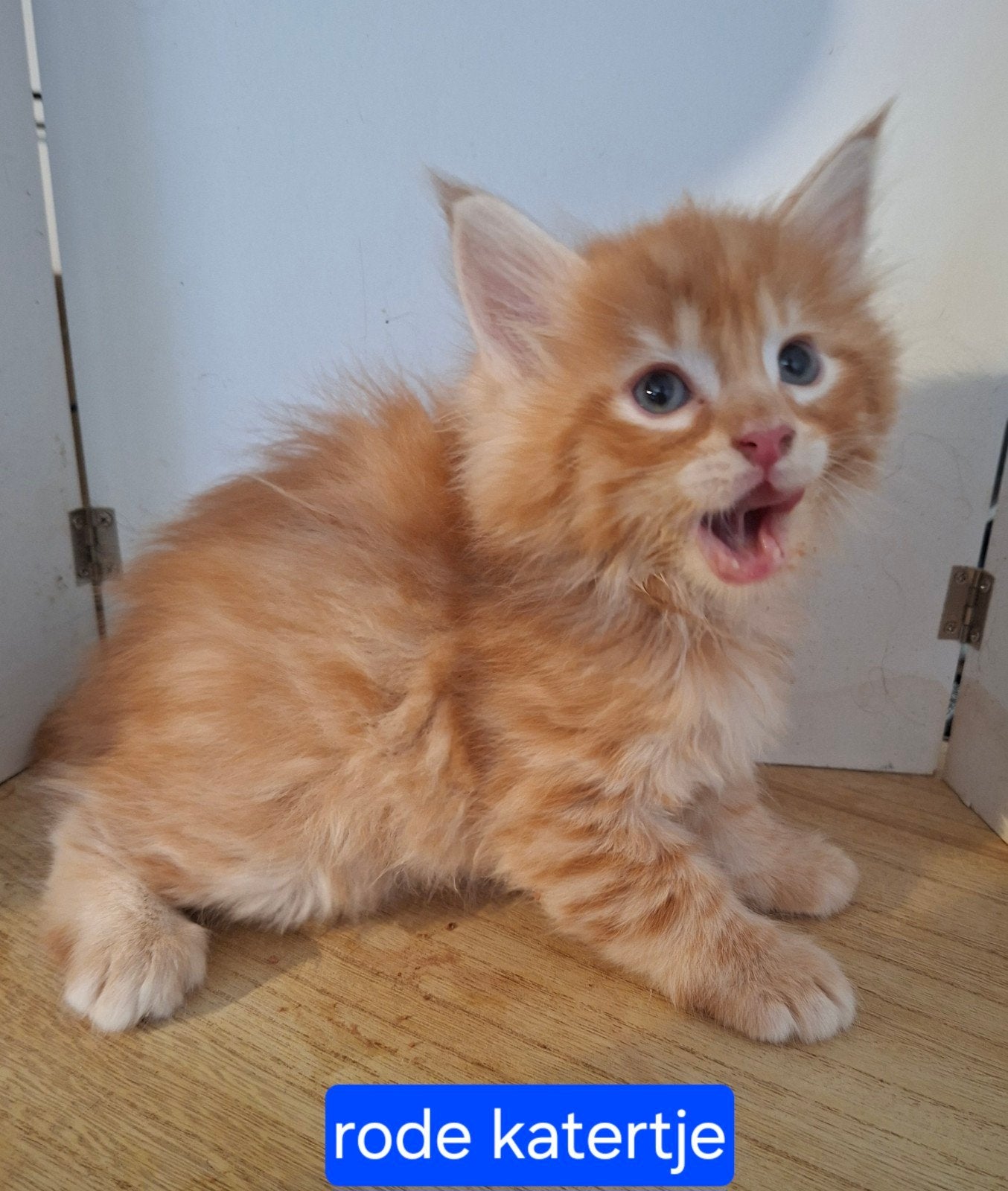 maine coon kittens. GERESERVEERD, Dieren en Toebehoren, Katten en Kittens | Raskatten | Langhaar, Meerdere dieren, Gechipt, 0 tot 2 jaar