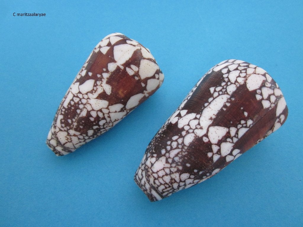 Schelpen: Conidae, Ophalen of Verzenden, Schelp(en)