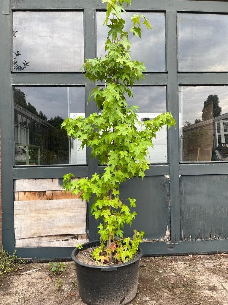 Tekoop: liquidambar potgekweekt, Ophalen, Bloeit niet, Volle zon, Overige soorten