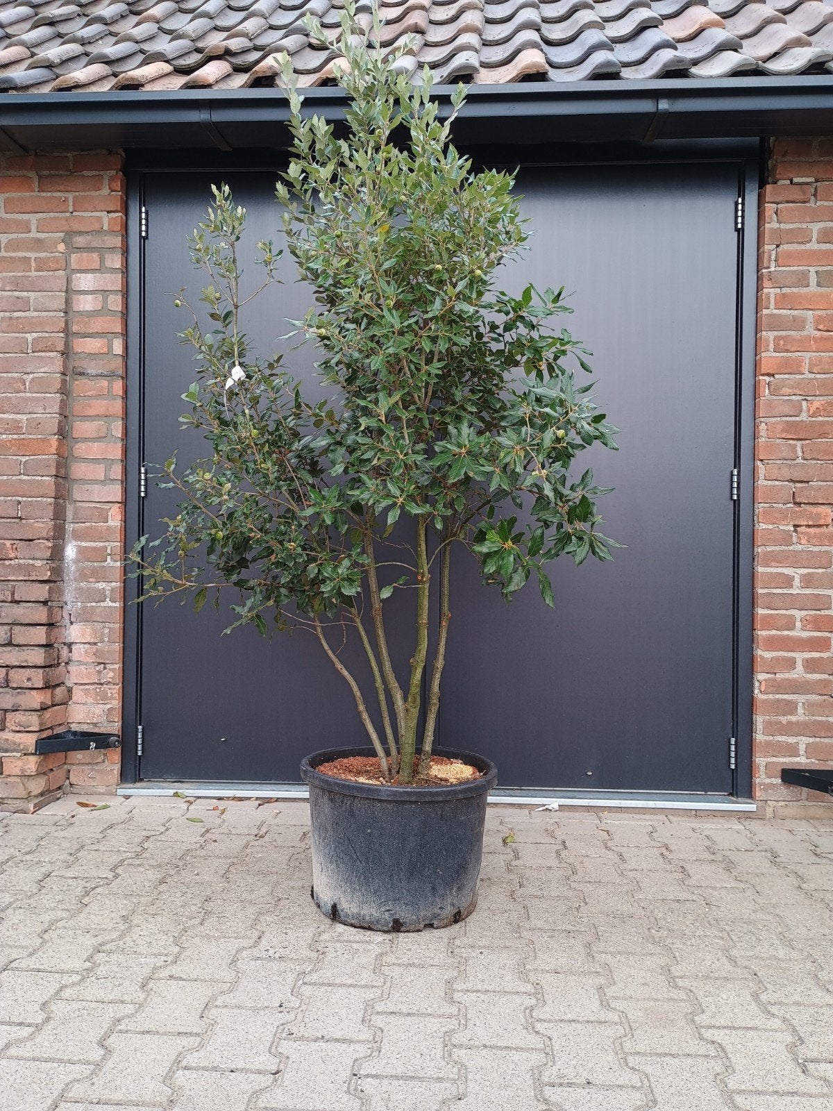 Steeneik meerstammig - Quercus ilex, Tuin en Terras, Overige soorten, Lente, 250 tot 400 cm, Ophalen