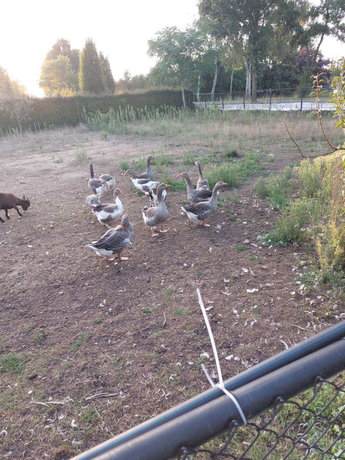 toulouse ganzen zie omschrijving, Dieren en Toebehoren, Pluimvee, Meerdere dieren, Gans of Zwaan