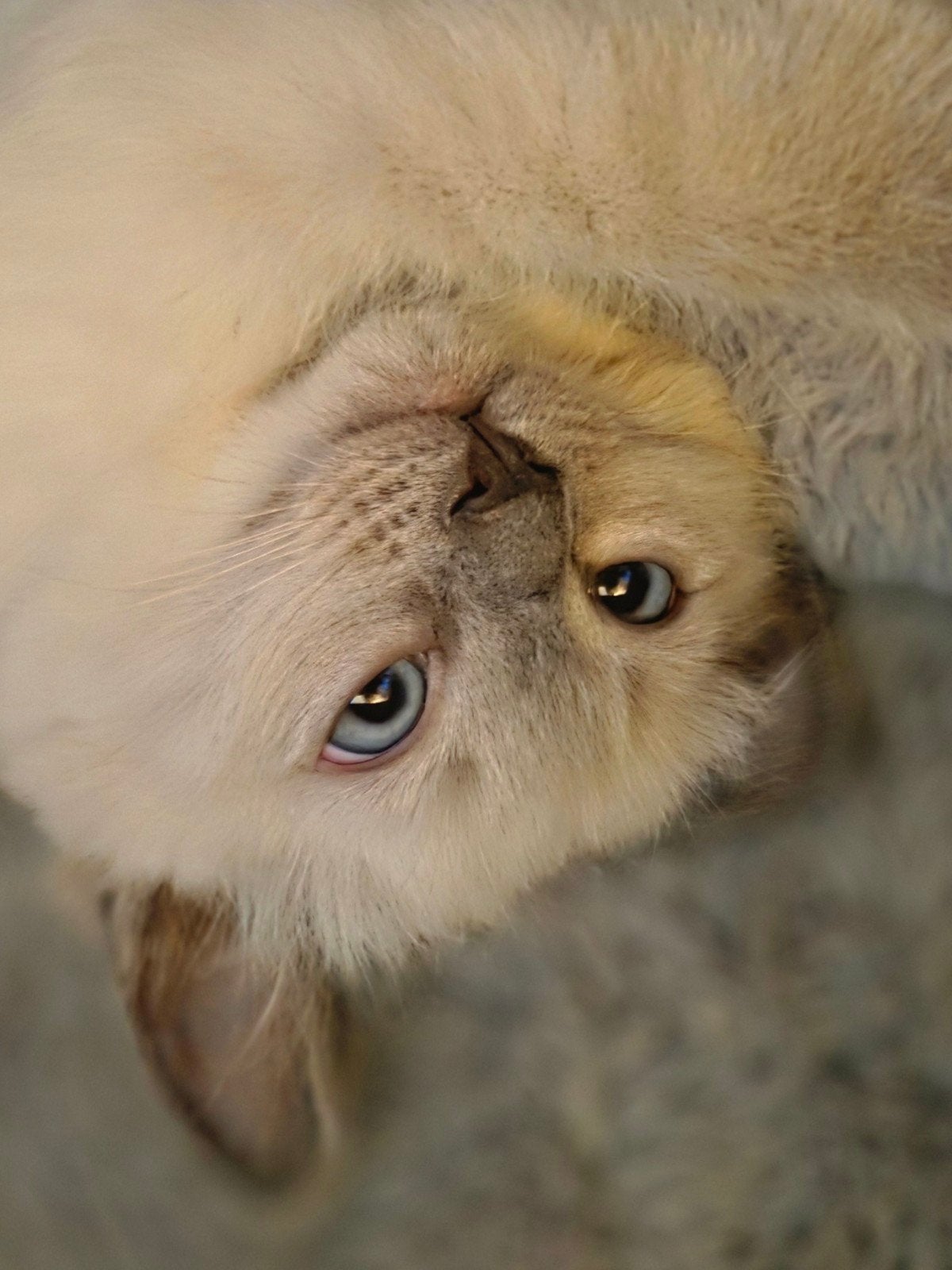 Ragdoll kitten (nog 1 katertje beschikbaar), Meerdere dieren