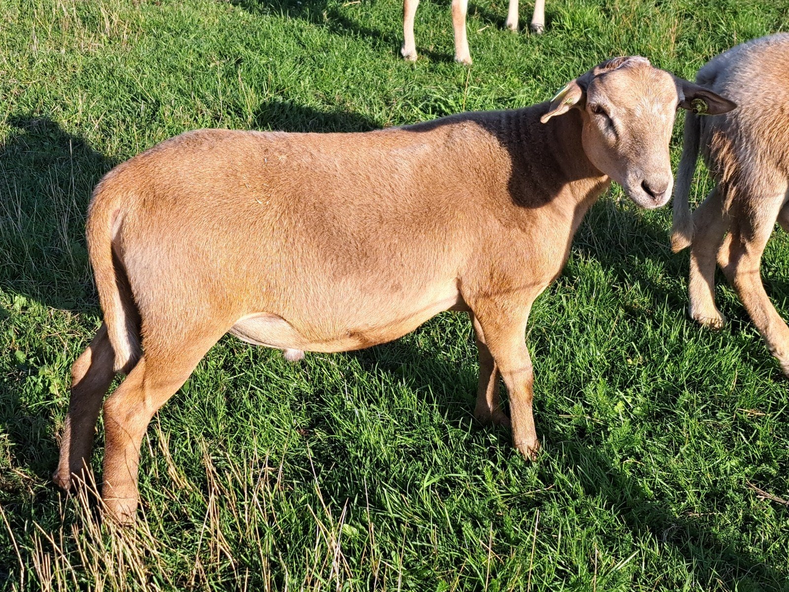 Tekoop nog 3 jonge Nolana dekrammen Zwoegervrij., Dieren en Toebehoren, Meerdere dieren, Schaap