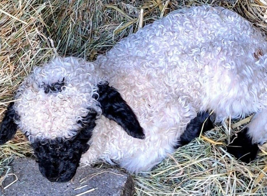 Walliser lammetje, Dieren en Toebehoren, Schapen, Geiten en Varkens, Mannelijk, Schaap, 0 tot 2 jaar