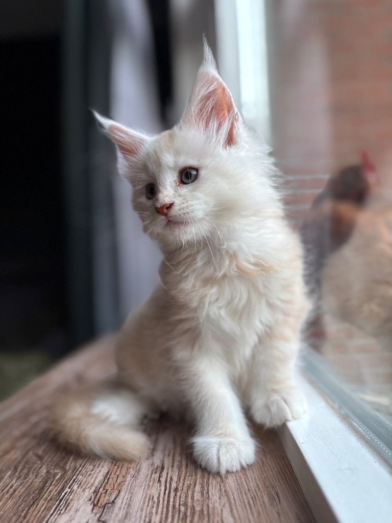 Maine coon kittens geboren in mei, Dieren en Toebehoren, Meerdere dieren, Met stamboom, 0 tot 2 jaar