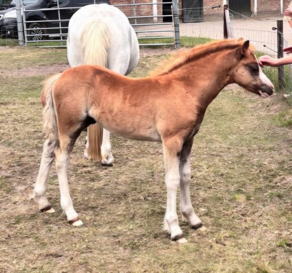 **Schitterende en makke Welsh A (kinder/aangespannen)ponies*, Dieren en Toebehoren, Pony's, Meerdere dieren, Onbeleerd, B pony (1.17m tot 1.27m)