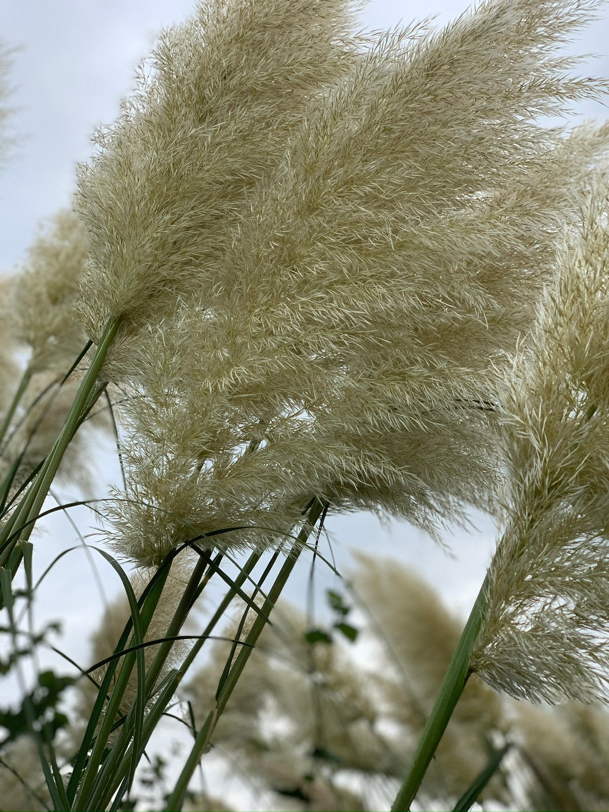Pampas pluimen, Ophalen, Zo goed als nieuw, Rond, Minder dan 30 cm