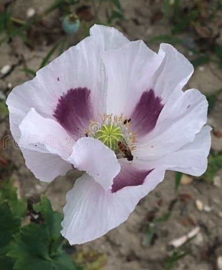 Witte en roze/ paarse papaver zaden, Ophalen of Verzenden, Voorjaar, Volle zon, Zaad