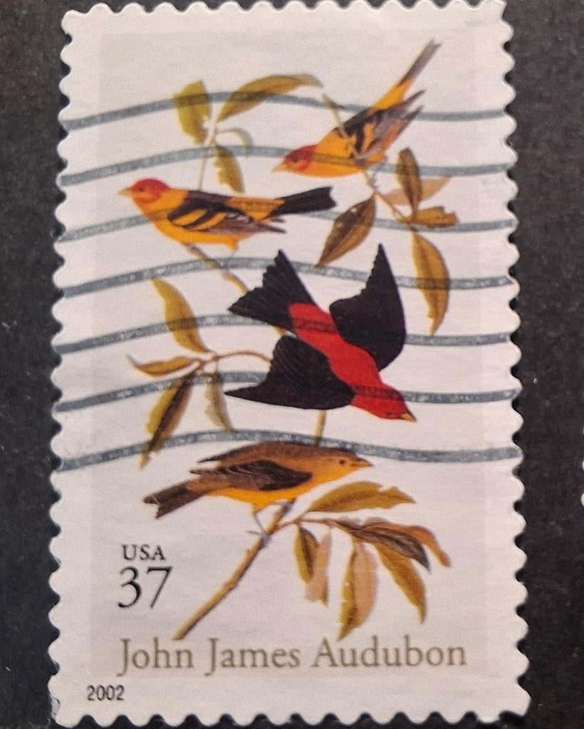 Usa 35 vogels, Ophalen of Verzenden, Dier of Natuur