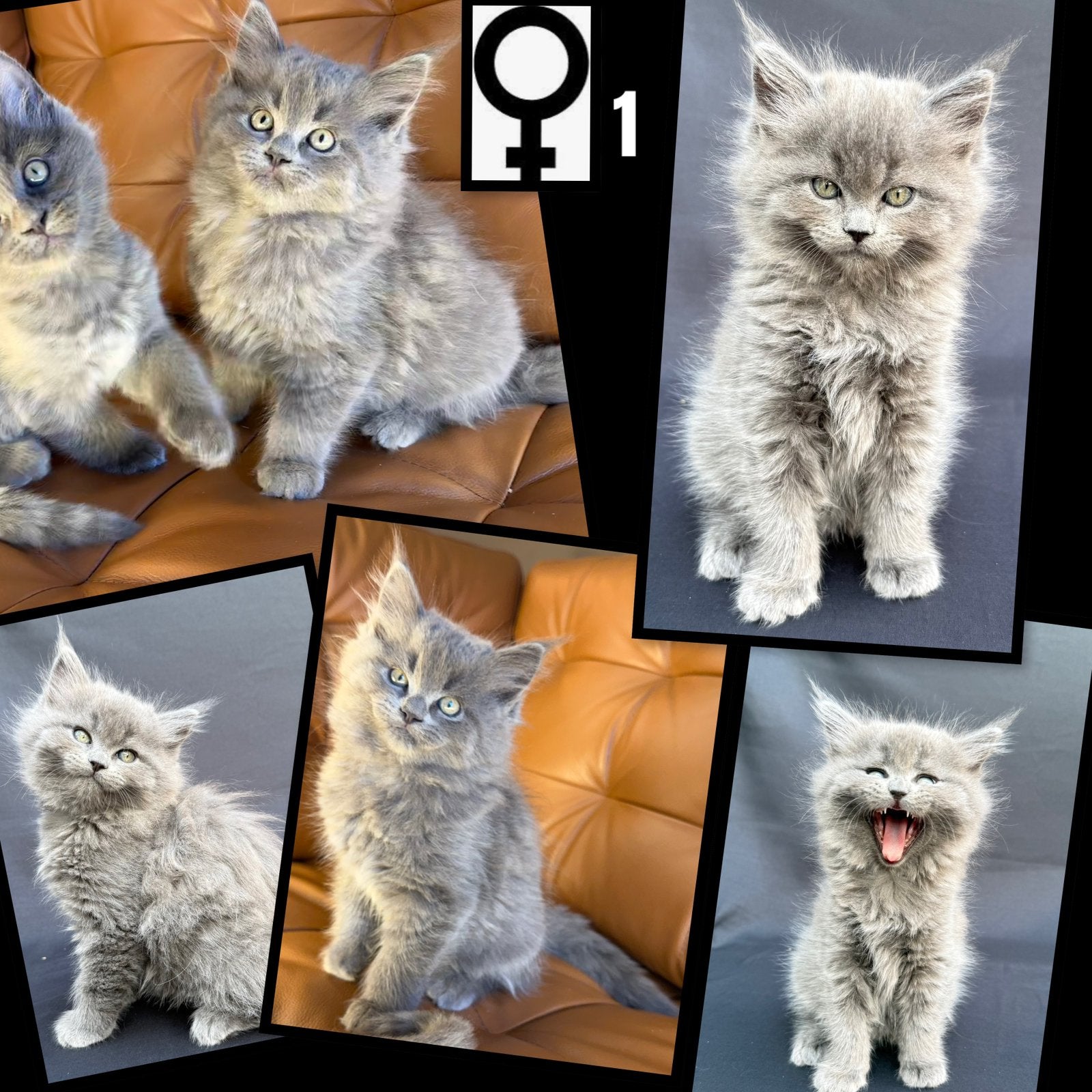 5 prachtige kittens ragdoll x maine coon, Meerdere dieren, Ontwormd