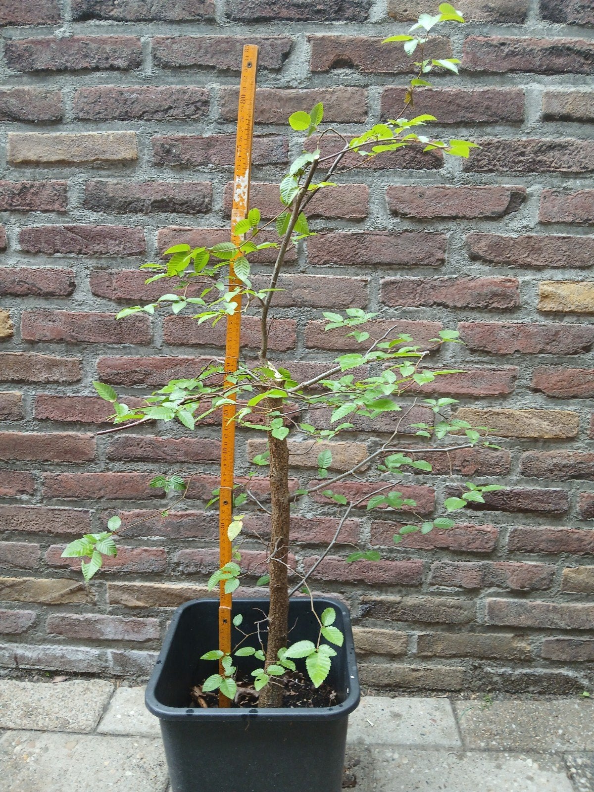 Pre bonsai Chinezen haagbeuk, carpinus henryana, Ophalen of Verzenden, Bloeit niet, Overige soorten, Minder dan 100 cm