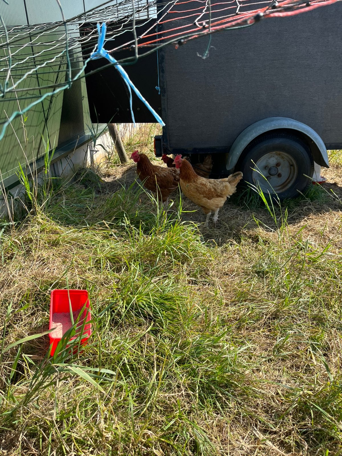 7 legkippen te koop, Dieren en Toebehoren, Pluimvee, Vrouwelijk, Kip