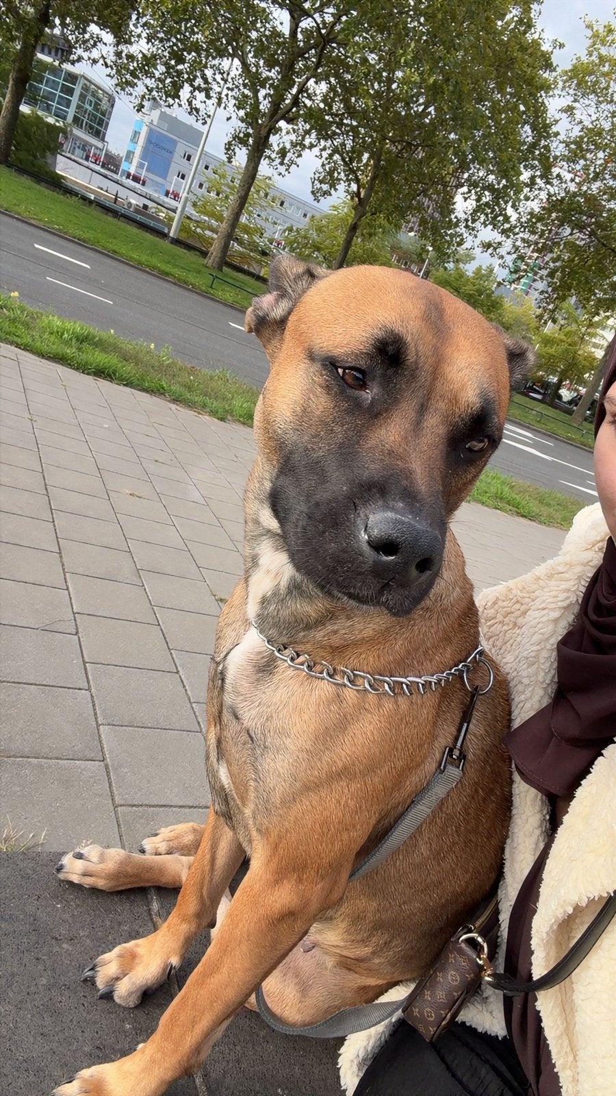 Mechelse herder x American Staffordshire teef te koop, Dieren en Toebehoren, 1 tot 2 jaar, CDV (hondenziekte), Teef, Groot