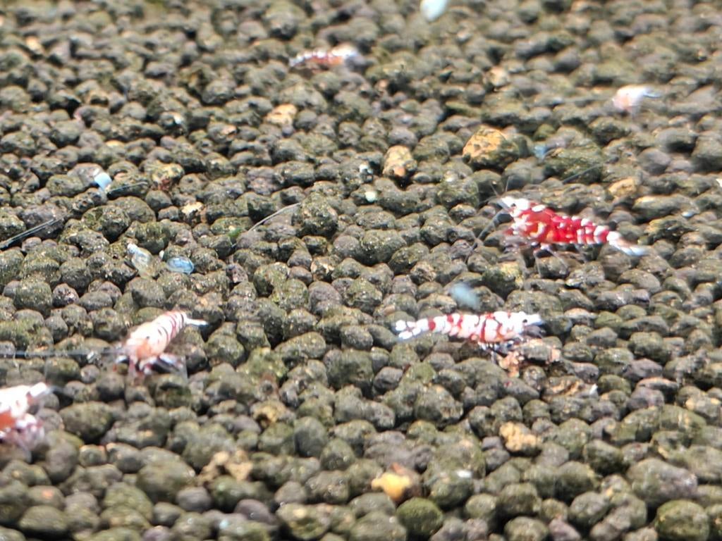 Caridina garnalen Red Fancy tigers 25 stuks, Dieren en Toebehoren, Kreeft, Krab of Garnaal