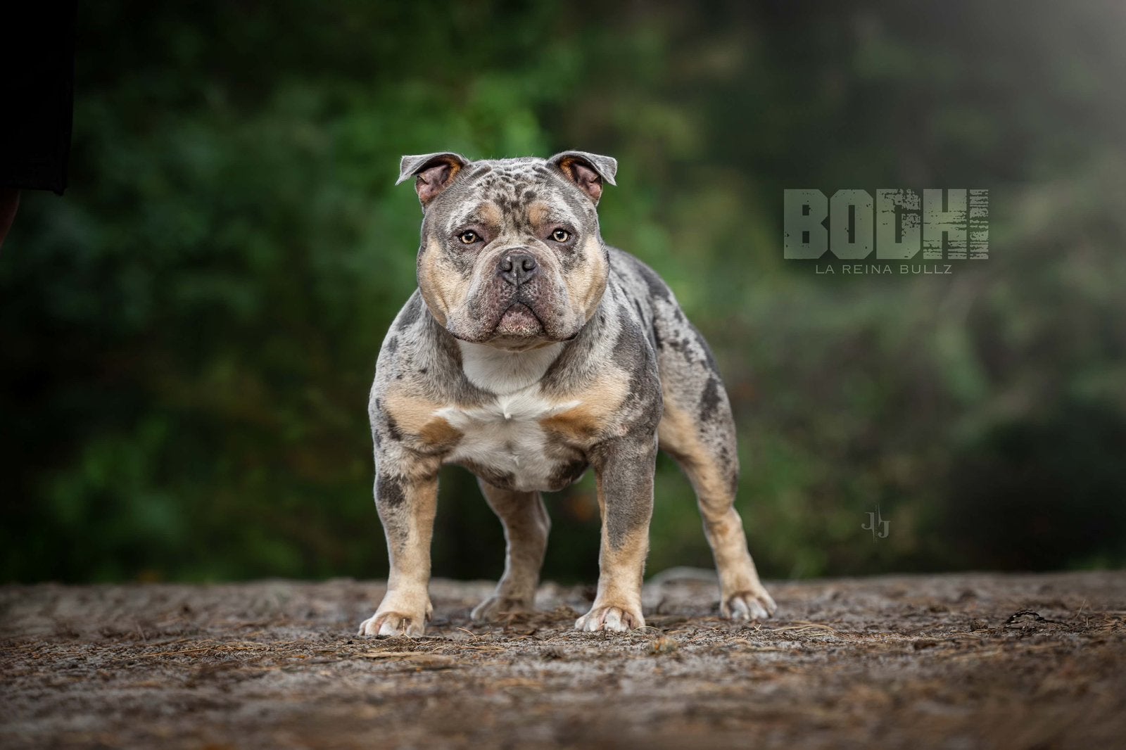 american bully pocket dekreu *getest*, Dieren en Toebehoren, Reu, 1 tot 2 jaar, Eén hond, CDV (hondenziekte)
