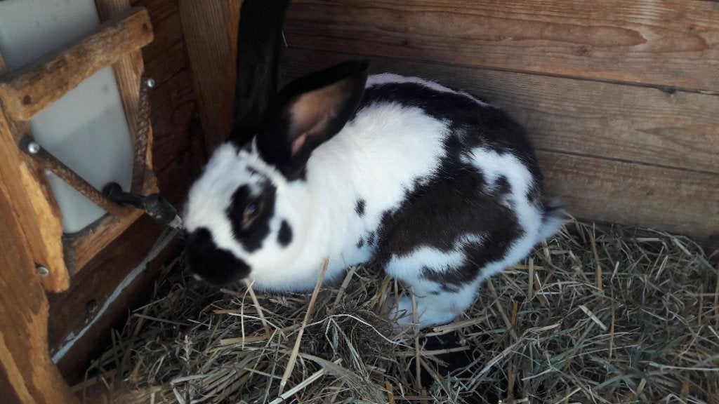 Lotharinger ram groot, Mannelijk, Groot, 0 tot 2 jaar