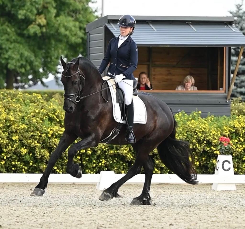 Friese stermerrie met vol papier, Dieren en Toebehoren, Paarden, Merrie, Met stamboom, Dressuurpaard, 11 jaar of ouder